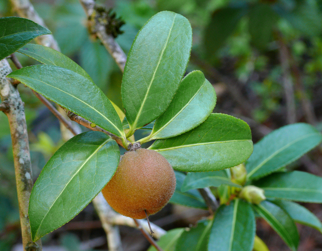 کاملیا پیتاردی